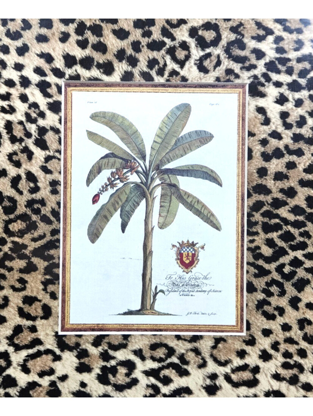 Botanical Egraving Of A Banana Tree By Famous Botanical Artist Georg D. Ehret